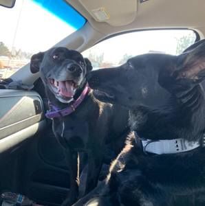 Meet your Posher, Benjamin